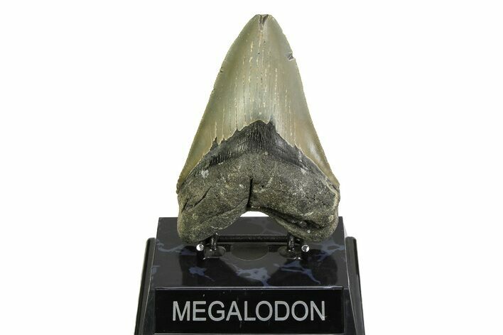 Serrated, Fossil Megalodon Tooth - North Carolina #354475
